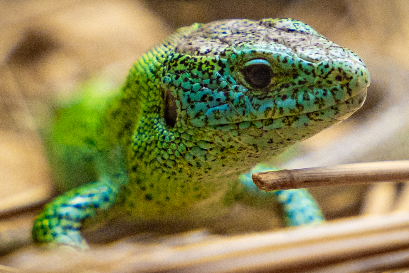 250929 Paignton Zoo Sand Lizard British Native Reptile Species Farah Adaci HR 9