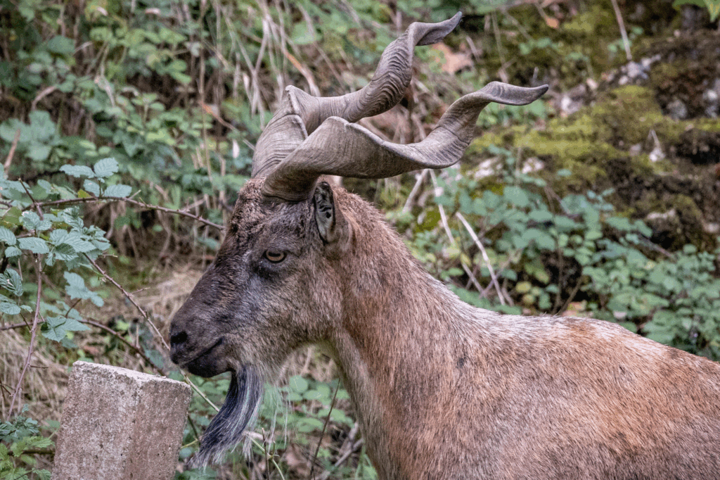 251009 Paignton Zoo Turkmenian Markhor Arrival Farah Adaci 31