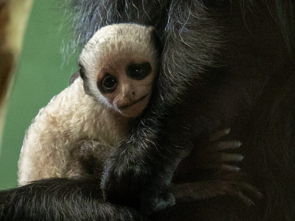 Close-up of a newborn white king colobus infant clinging to its mother at Paignton Zoo