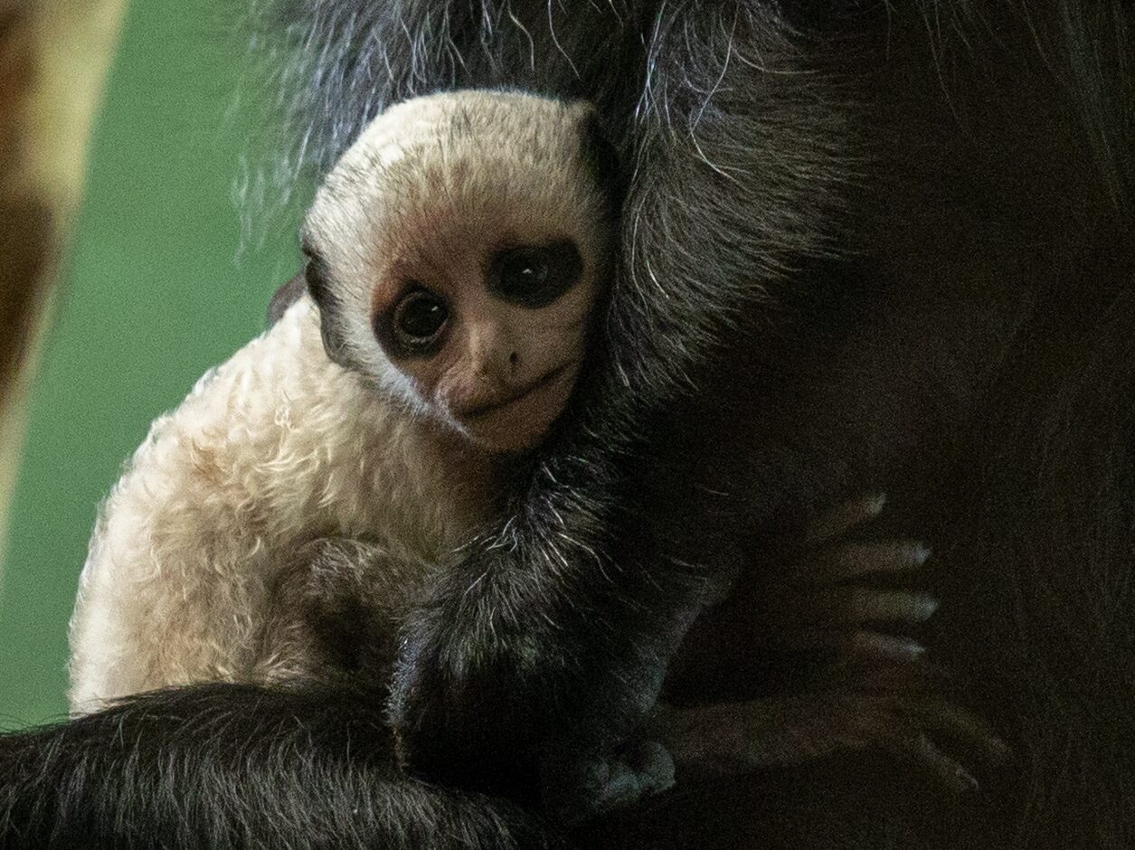 Close-up of a newborn white king colobus infant clinging to its mother at Paignton Zoo