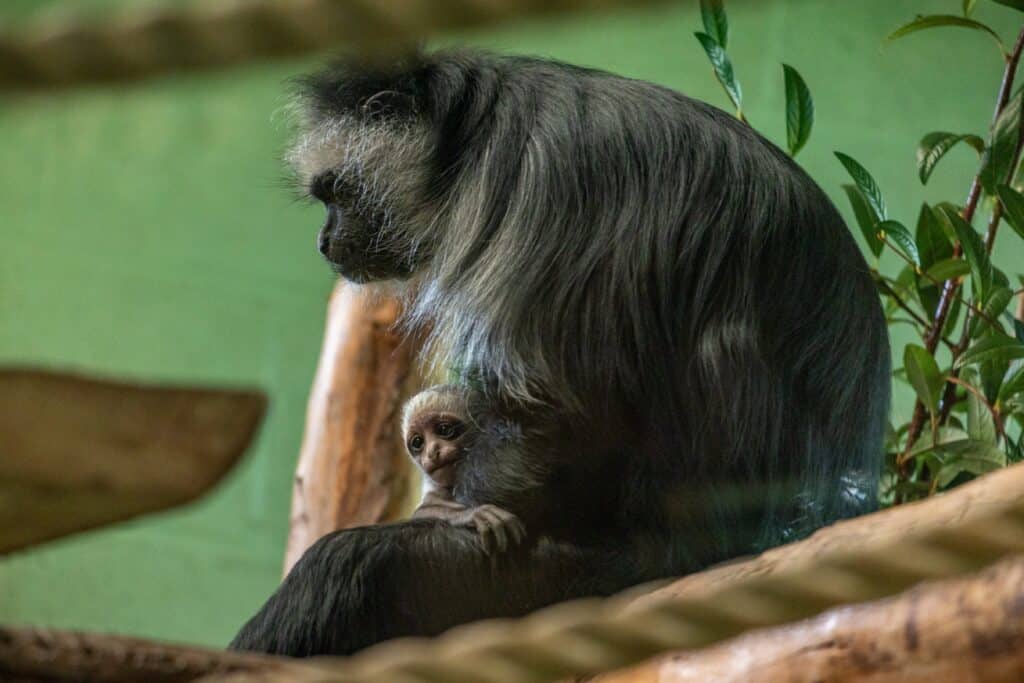 Lola, a 14-year-old king colobus mother, with her newborn white infant at Paignton Zoo