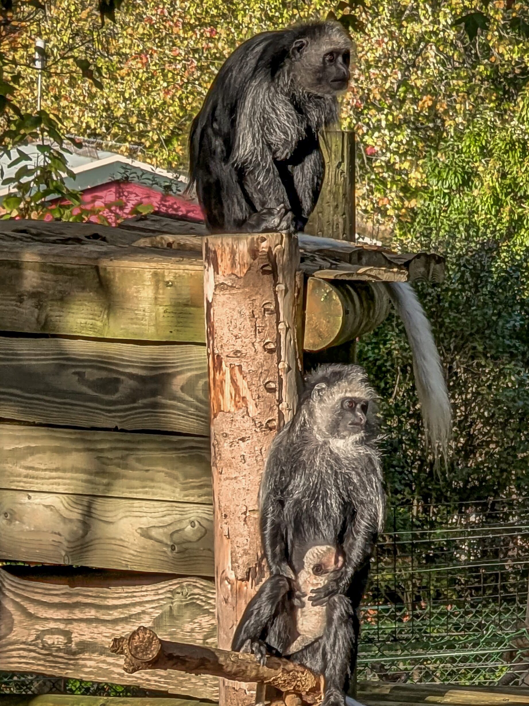 Three-generation king colobus family – grandmother Ivy, mother Lola, and newborn infant – in their paddock at Paignton Zoo