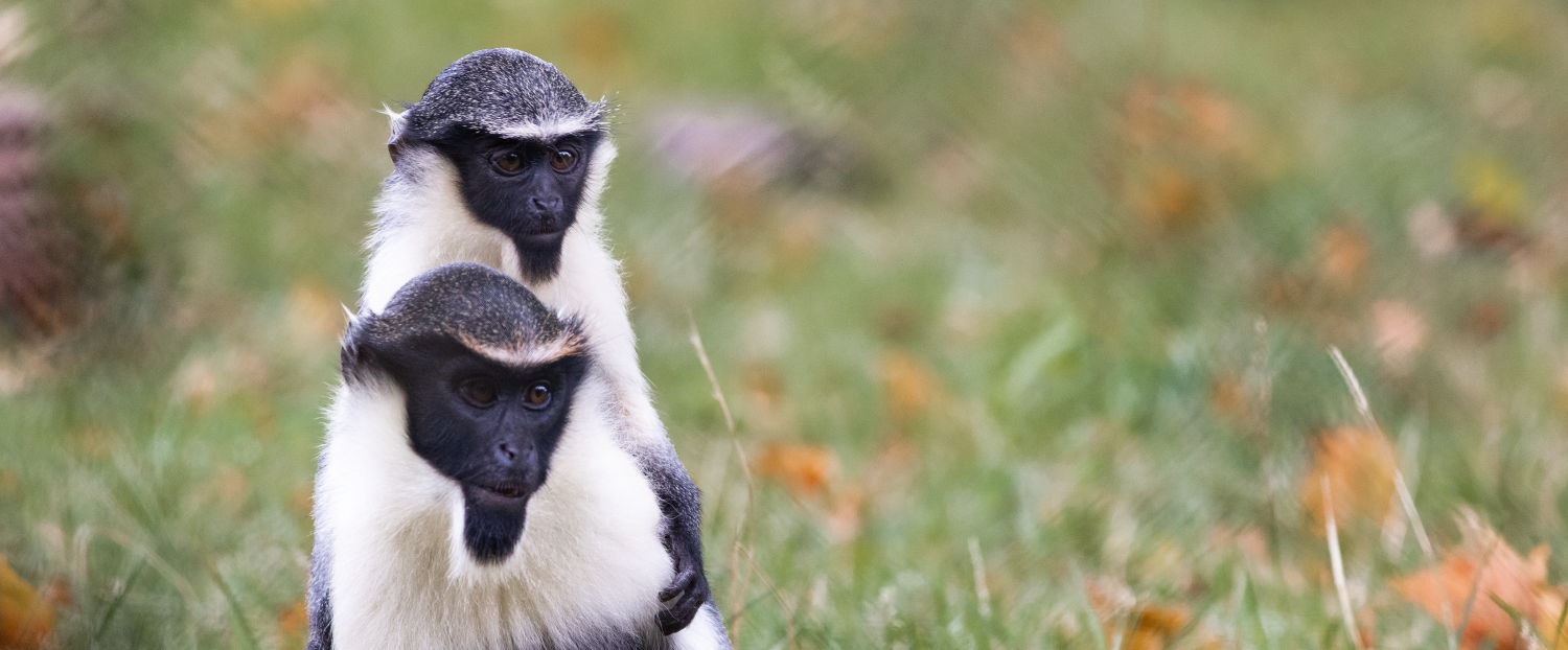 250828 paignton zoo diana monkey baby koidu farah adaci hr 231 2