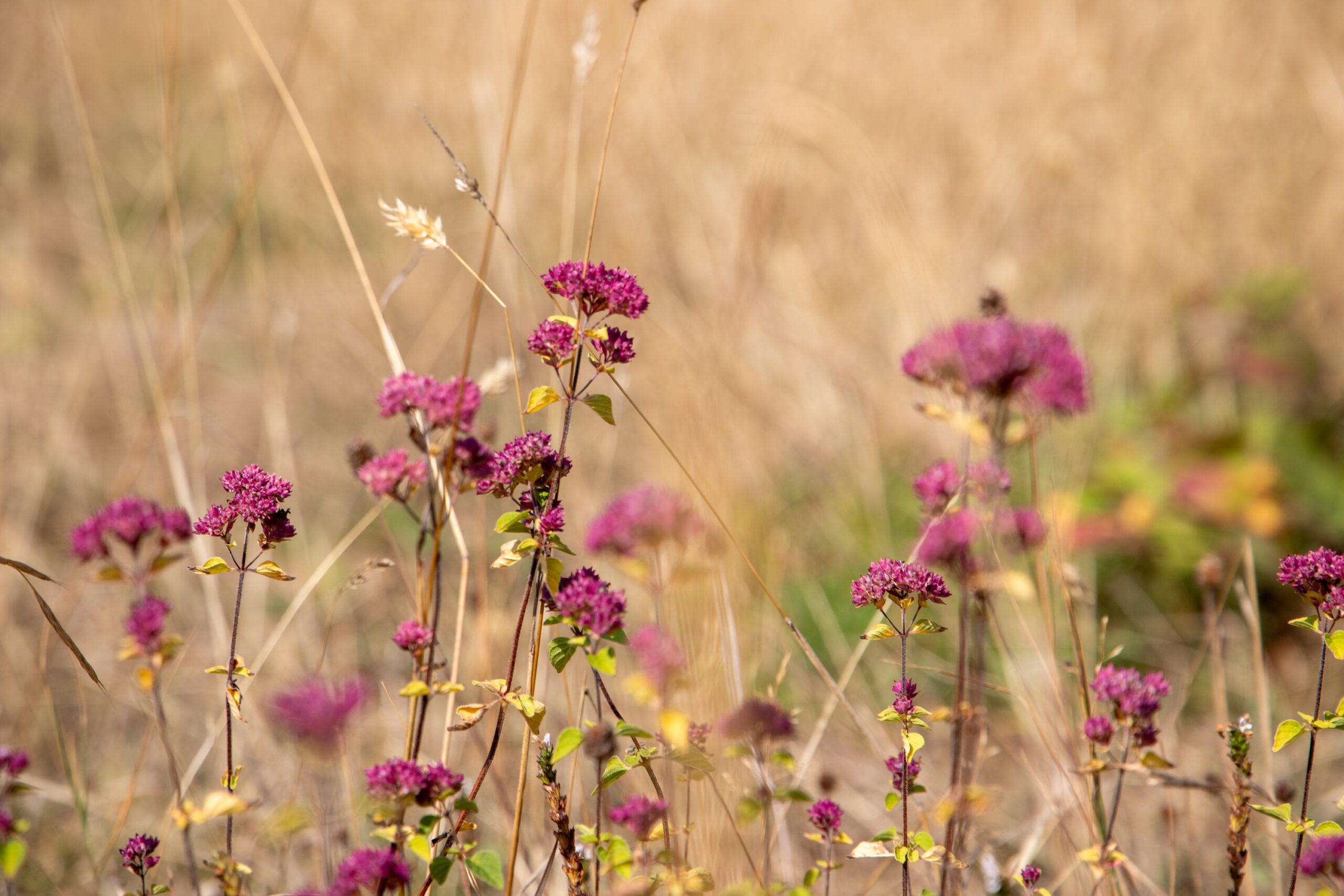 250812 Paignton Zoo Clennon Gorge Limestone Grassland Summer Farah Adaci 7 scaled