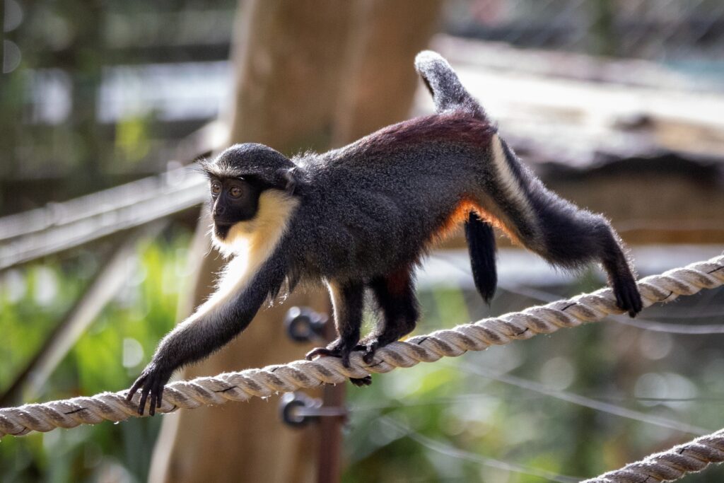 Diana monkey baby Koidu climbing ropes in habitat at Monkey Heights