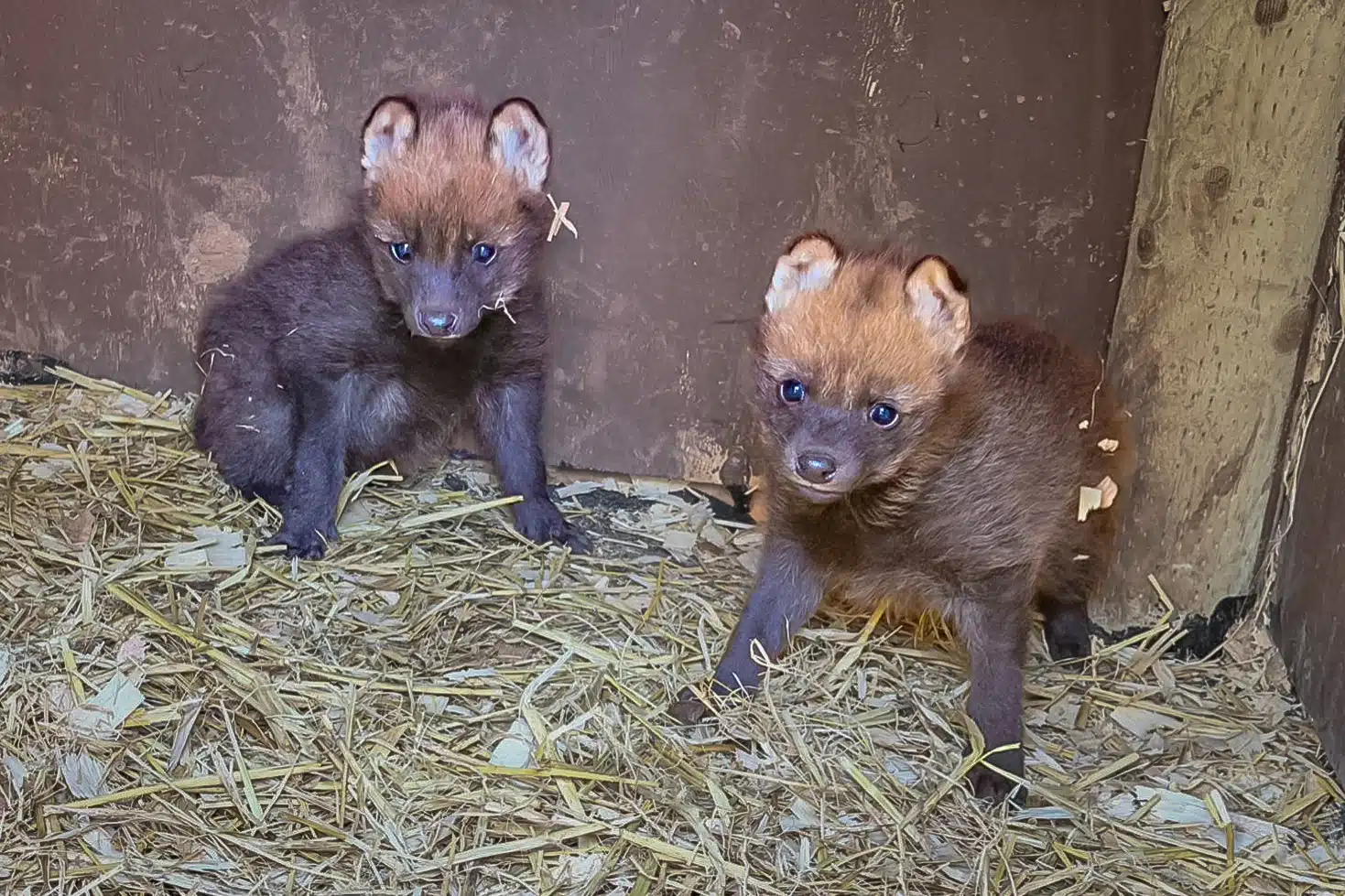MEET THE RARE WOLF PUPS BORN AT PAIGNTON ZOO