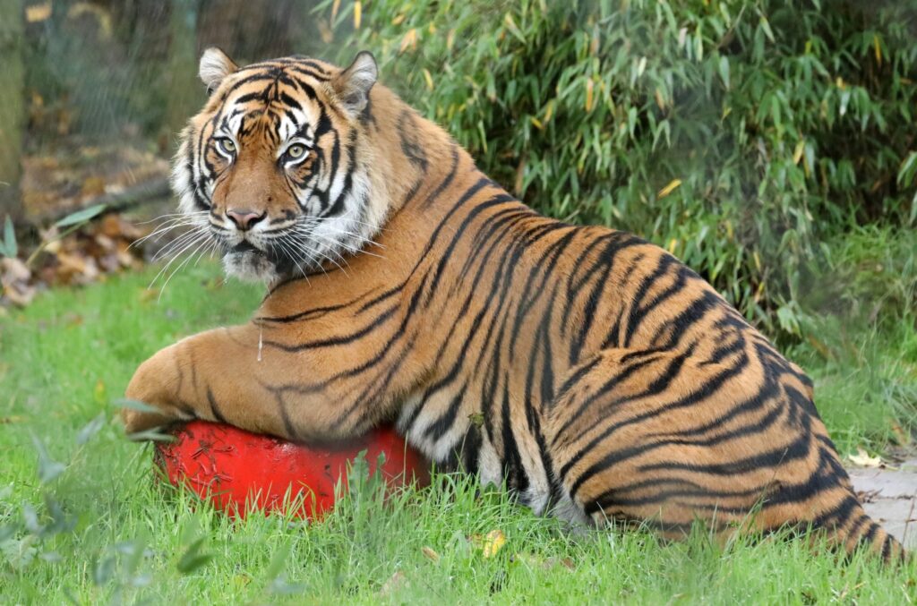 Sumatran tiger Dao enjoying his red ball at Paignton Zoo