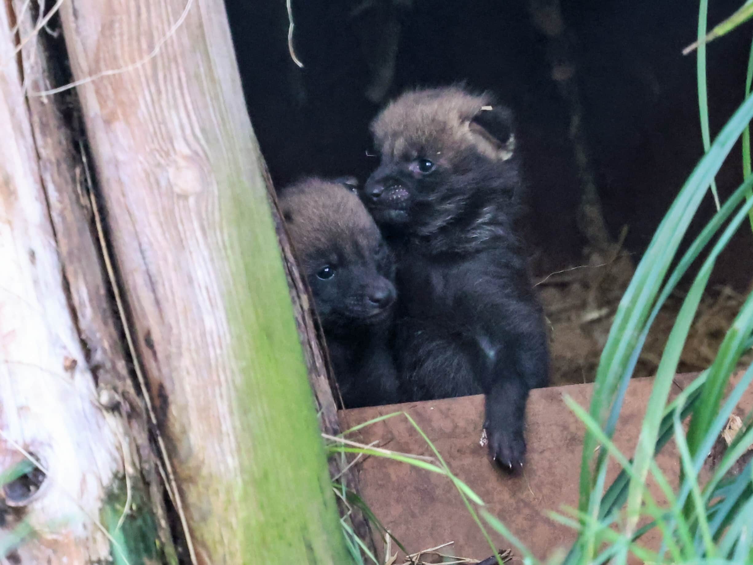 Maned wolf pups snuggling at den entrance at Paignton Zoo