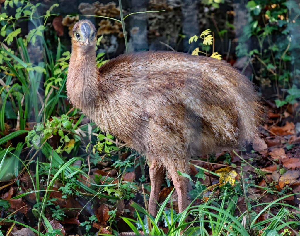 5-month-old juvenile cassowary chick at Paignton Zoo