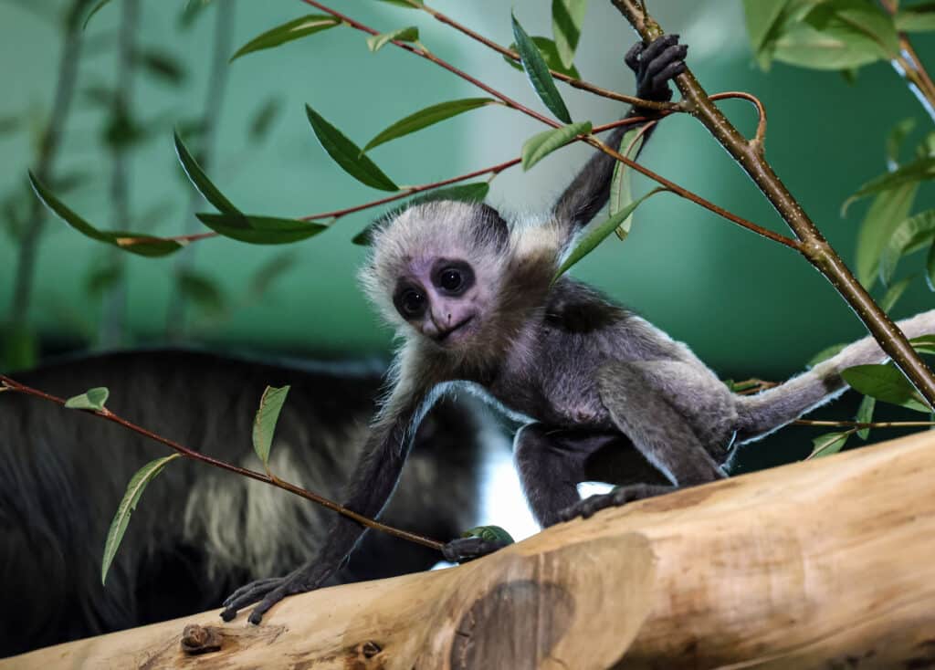 2-month-old king colobus monkey Limba at Paignton Zoo