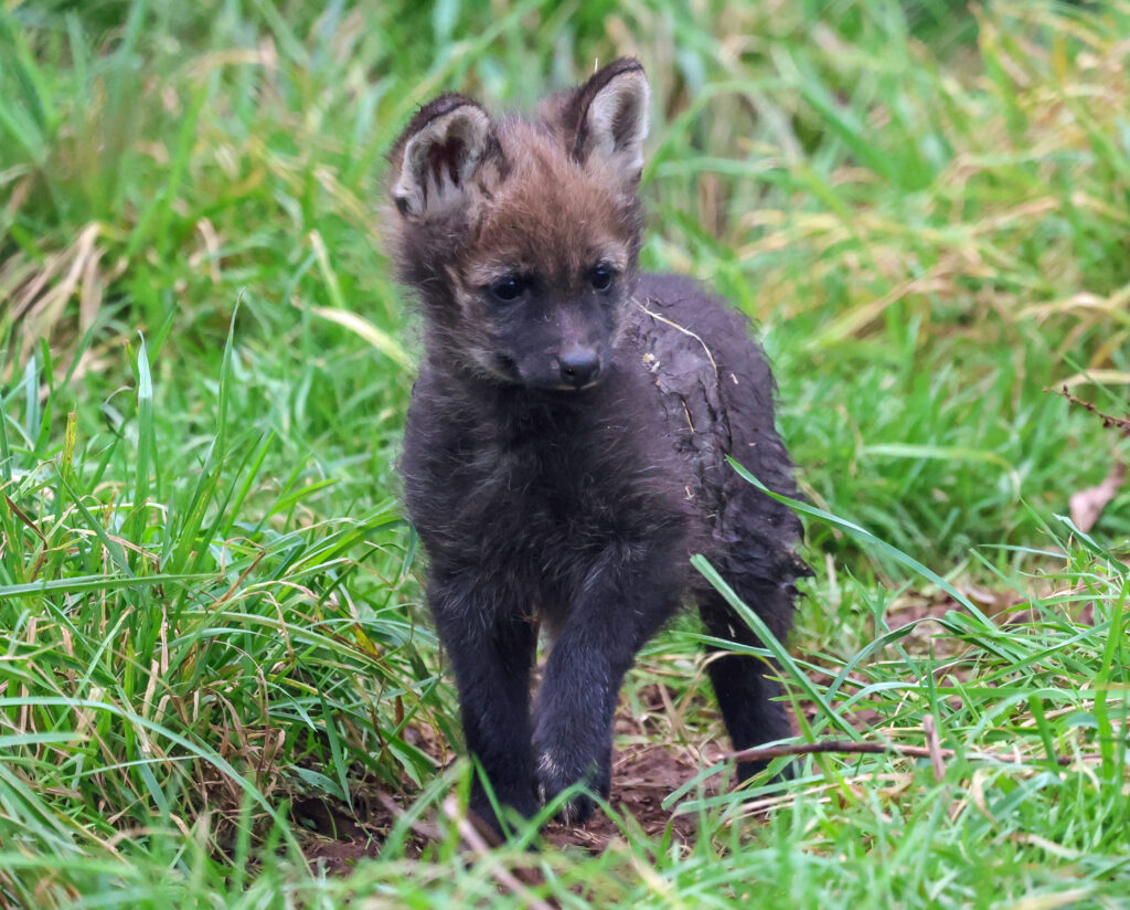 Maned wolf pup exploring enclosure at Paignton Zoo
