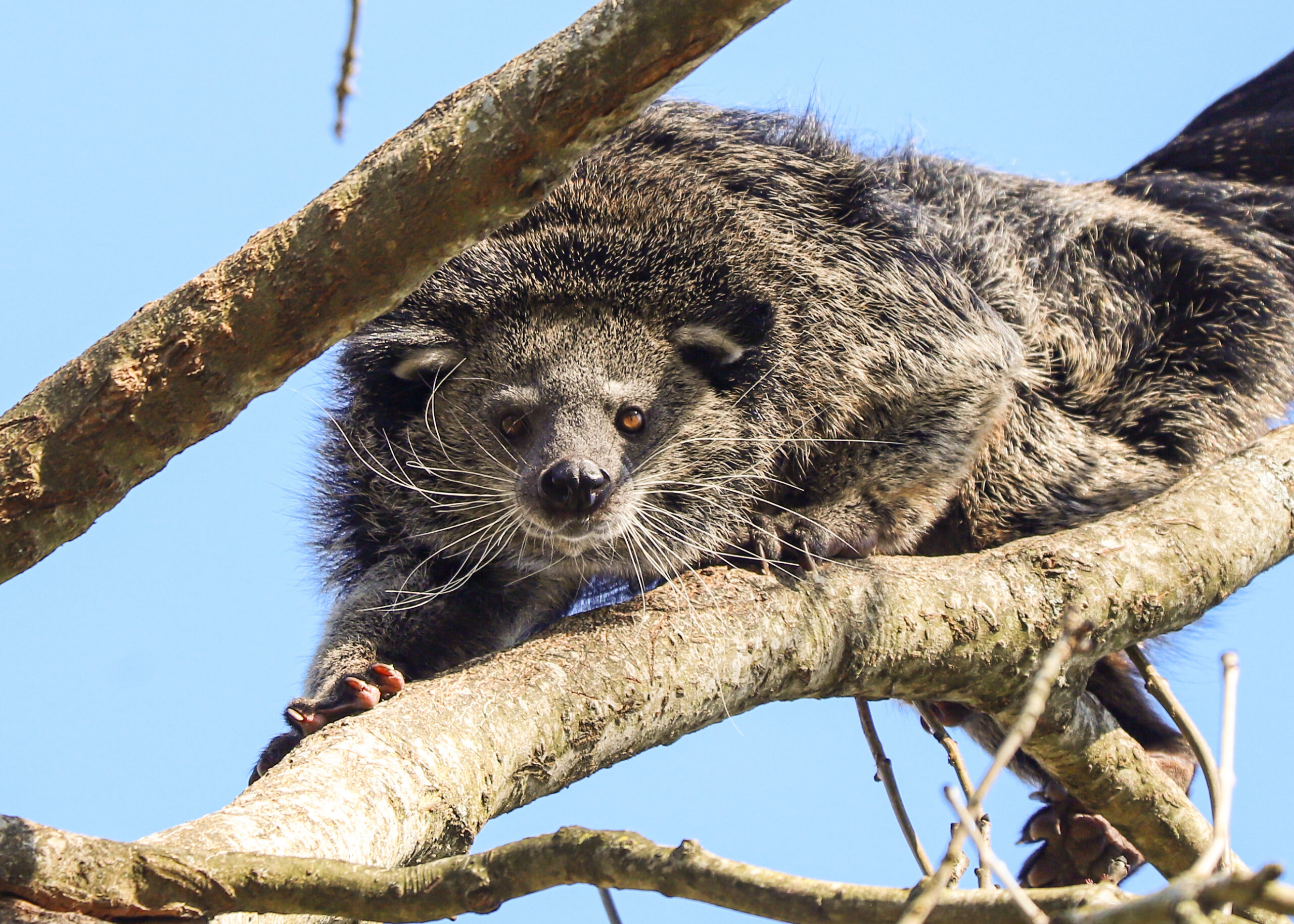 250407 Paignton Zoo Binturong Carlo BC HR 6 scaled