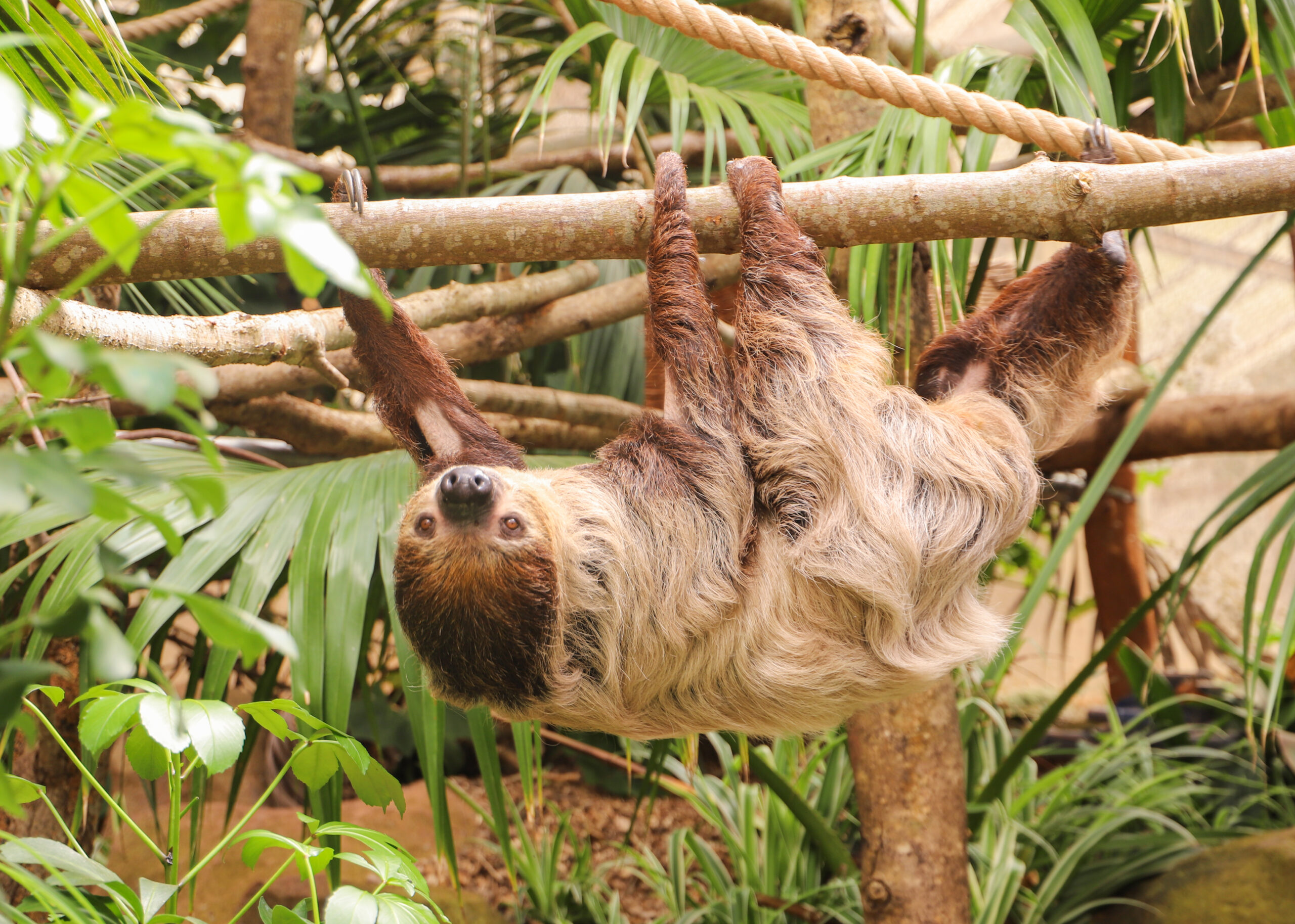 250429 Paignton Zoo Linnes Two Toed Sloth Ria HR Brenna Cliff 9 scaled