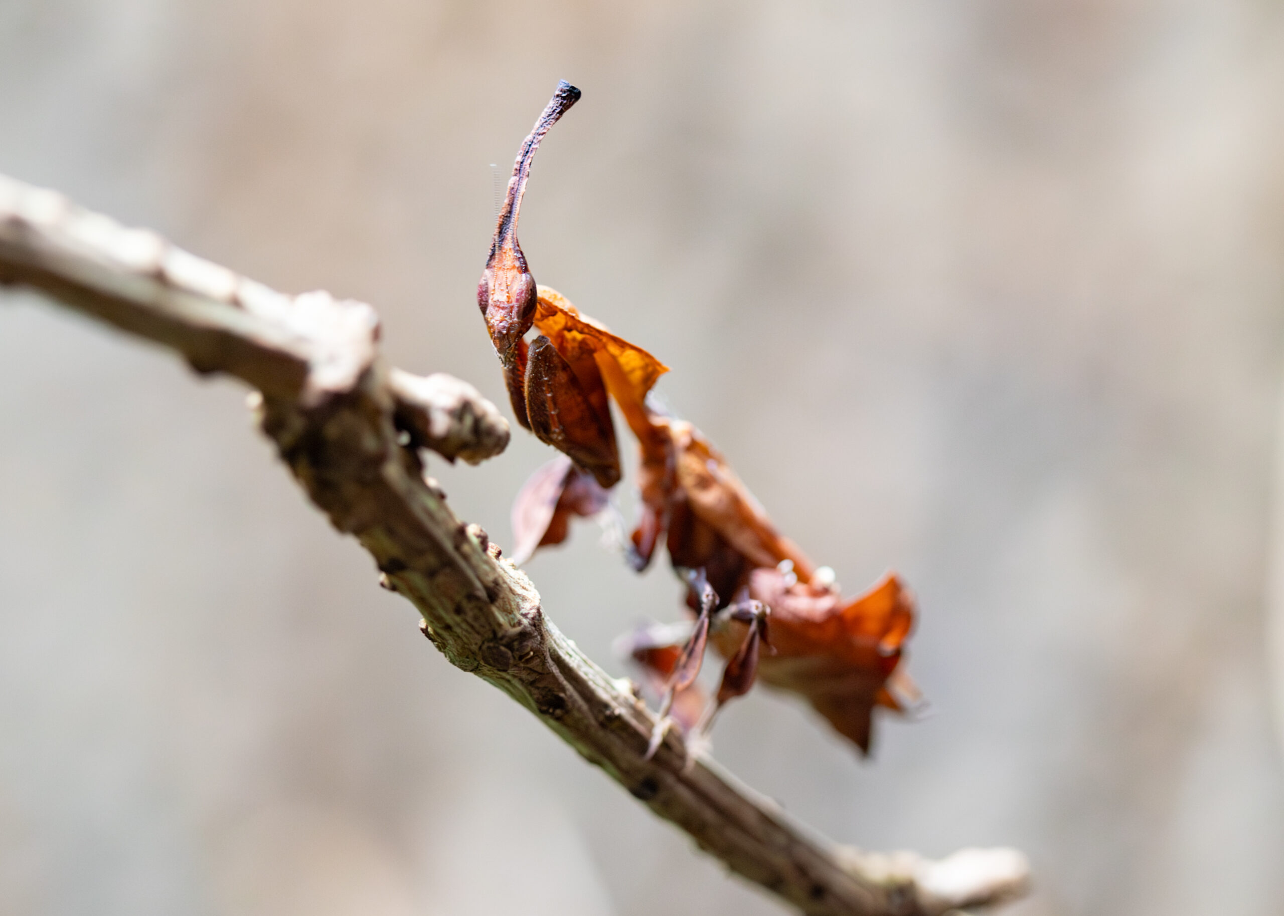 251126 Ghost Mantis BC HR 5 scaled