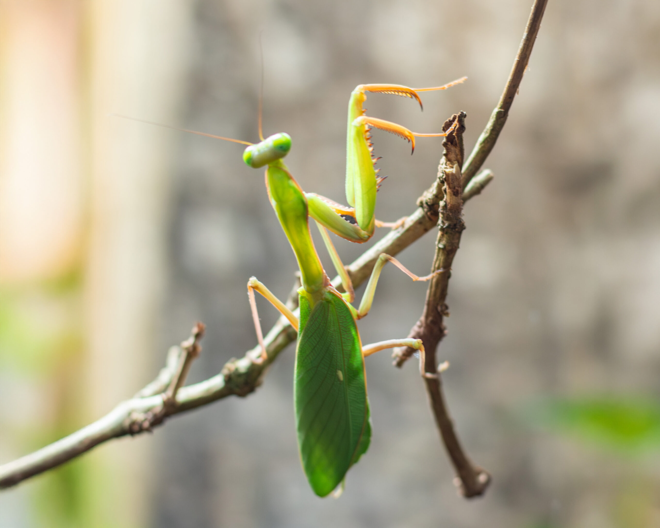 251126 Great Indonesian Mantis BC HR 6 scaled