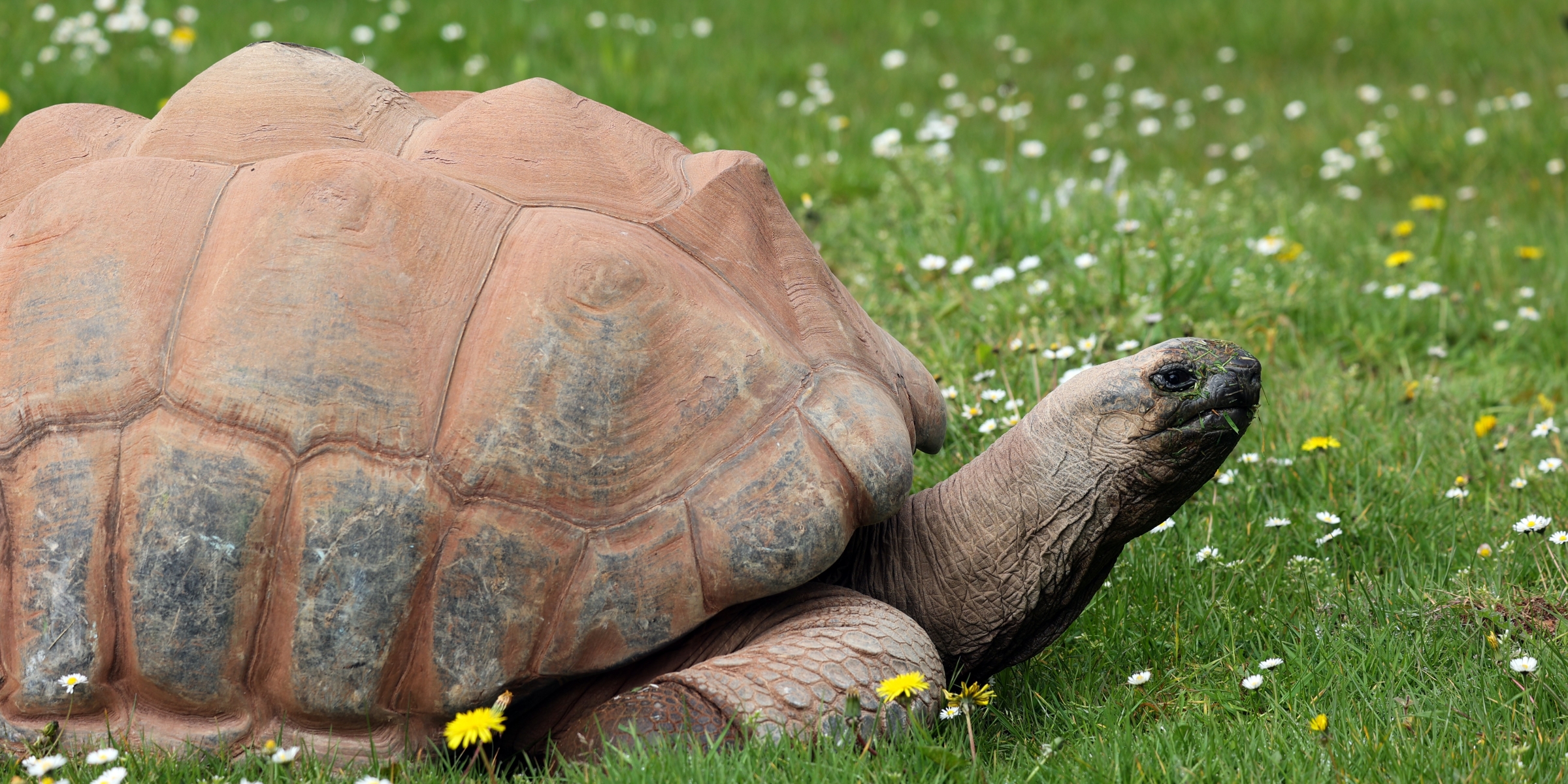 Desktop 240411 pz lvi aldabra giant tortoise hr as 1