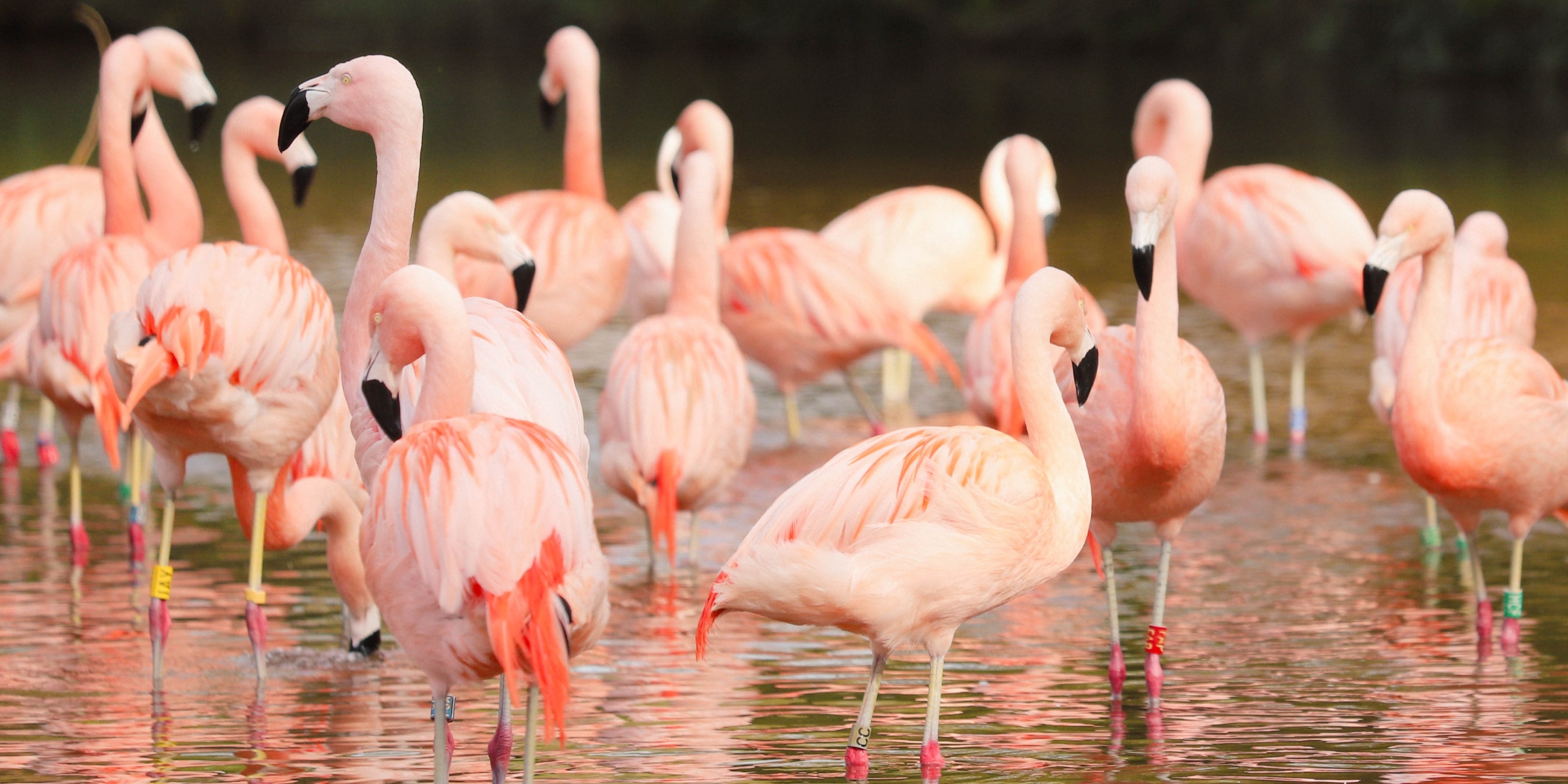 Desktop 240415 pz chilean flamingo hr bc 14