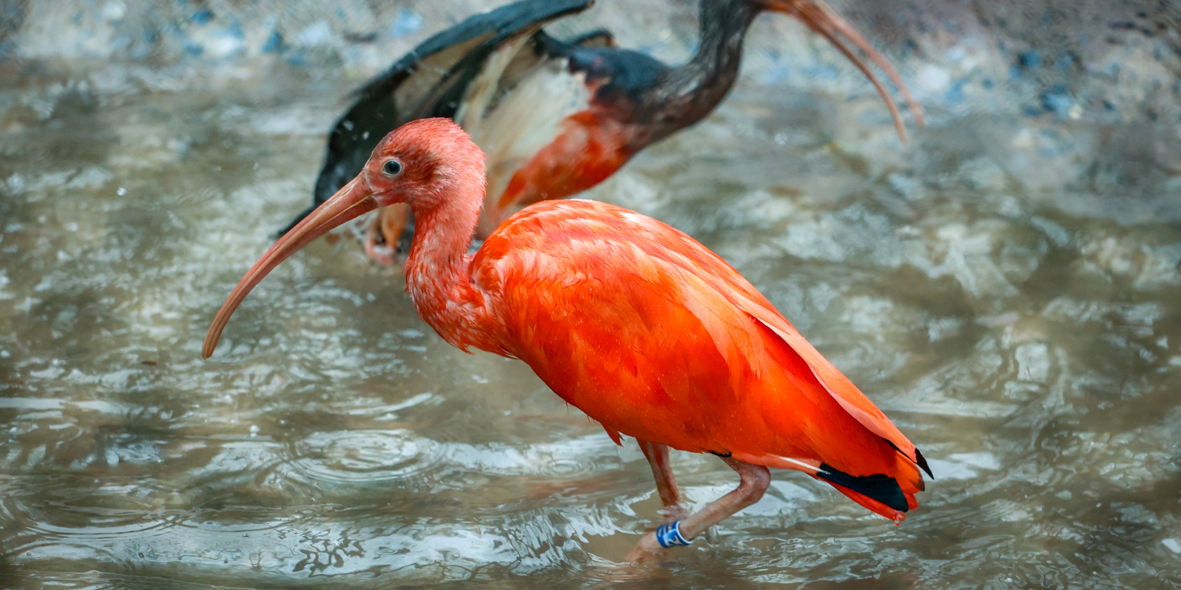 Desktop 250221 PZ Scarlet Ibis Chick HR 4