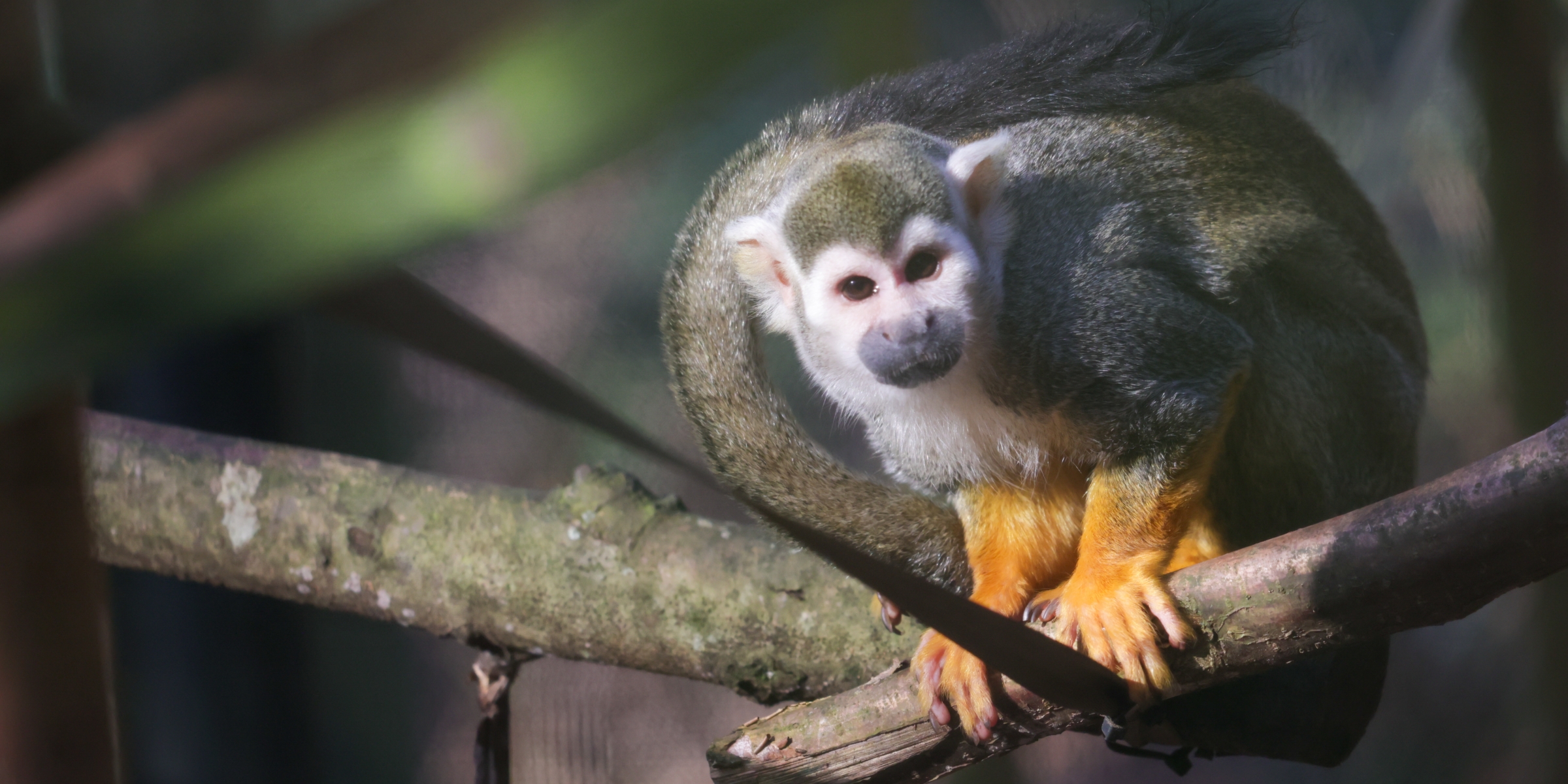 Desktop 250224 Paignton Zoo Squirrel Monkey FA HR 16