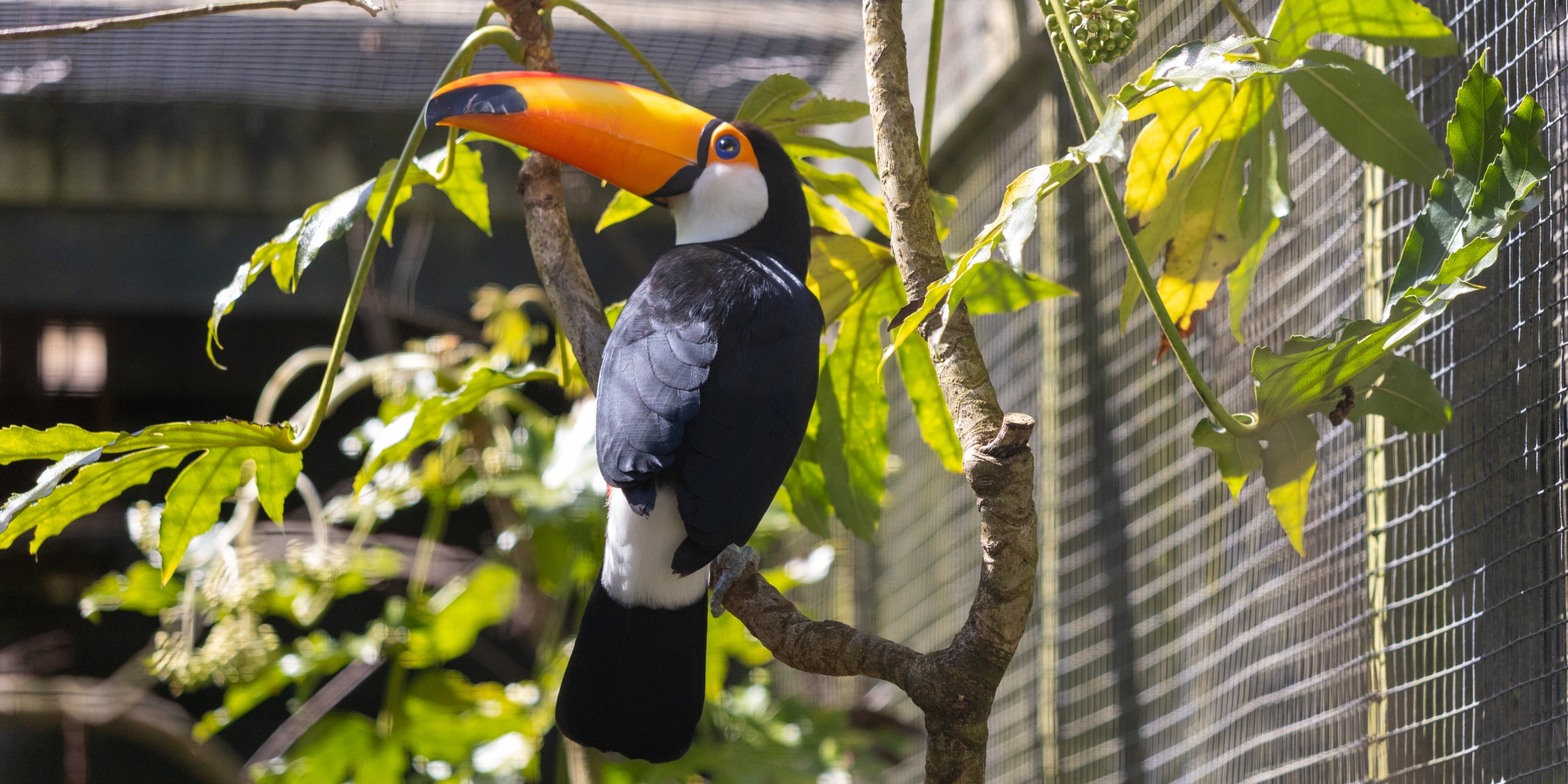 Desktop 250416 paignton zoo abc toco toucan farah adaci hr 6