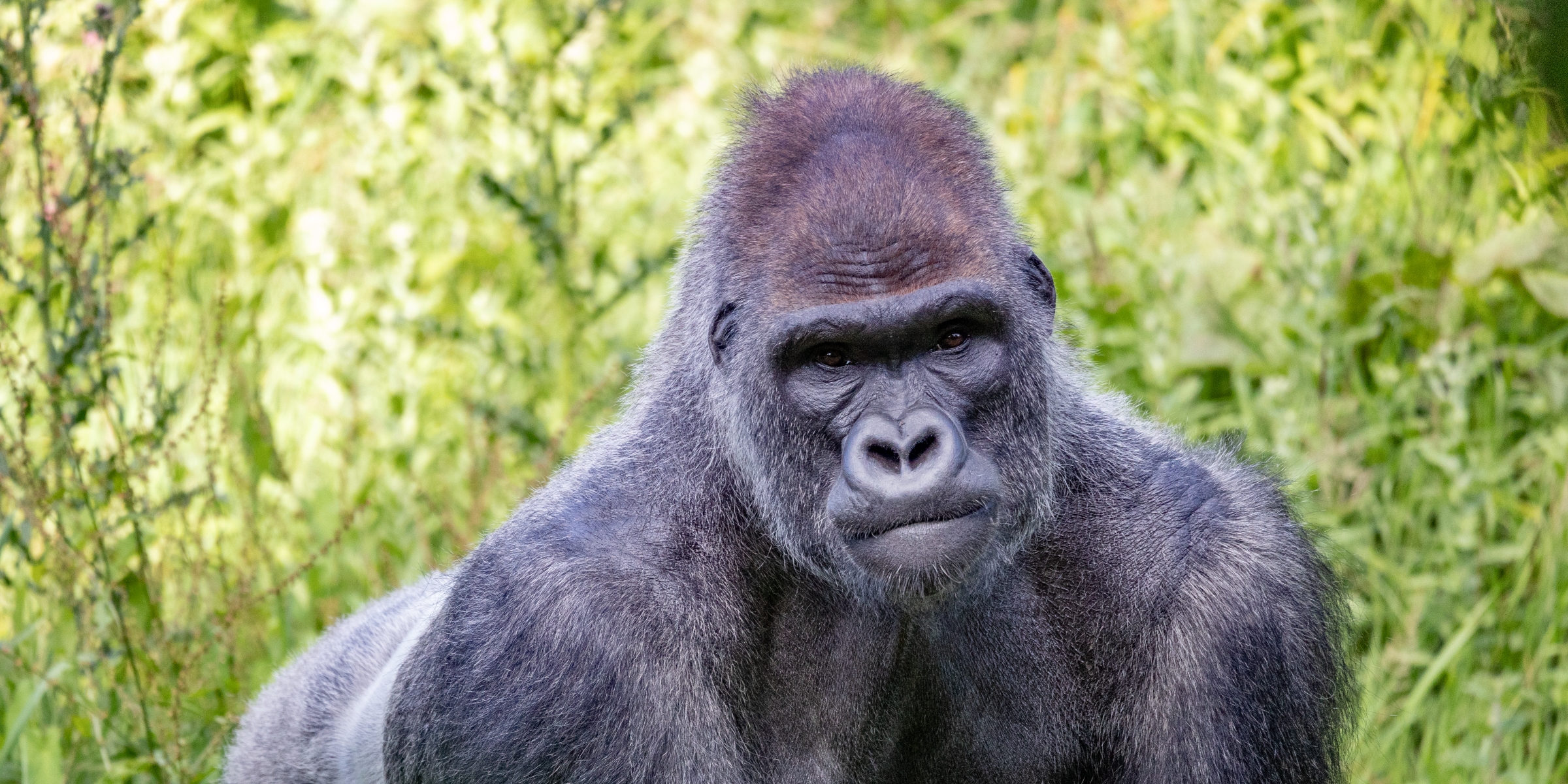 Desktop 250707 Paignton Zoo Western Lowland Gorilla Farah Adaci HR 4