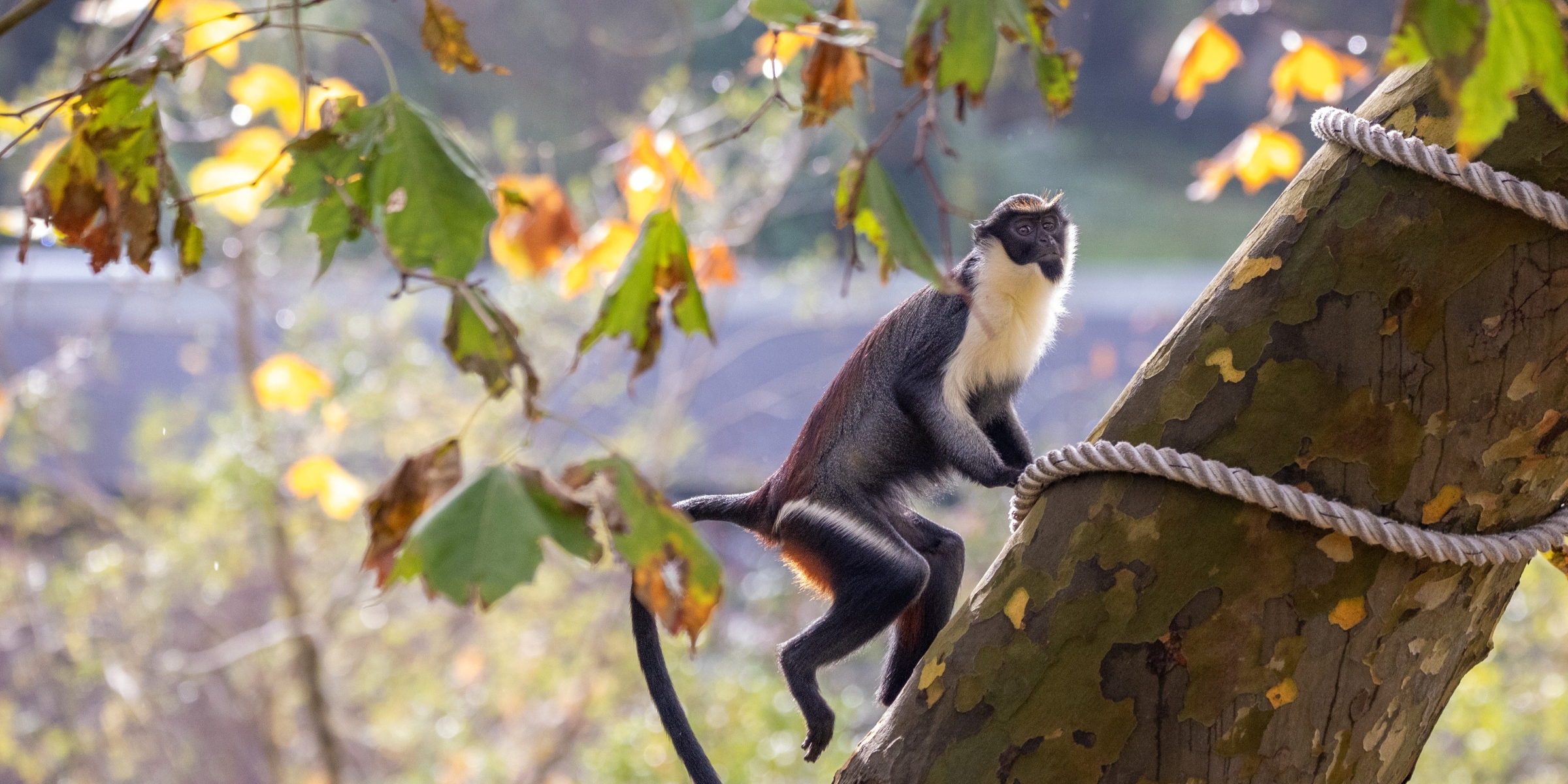 Desktop 251106 Paignton Zoo Diana Monkey Tree Climbing Farah Adaci HR 06