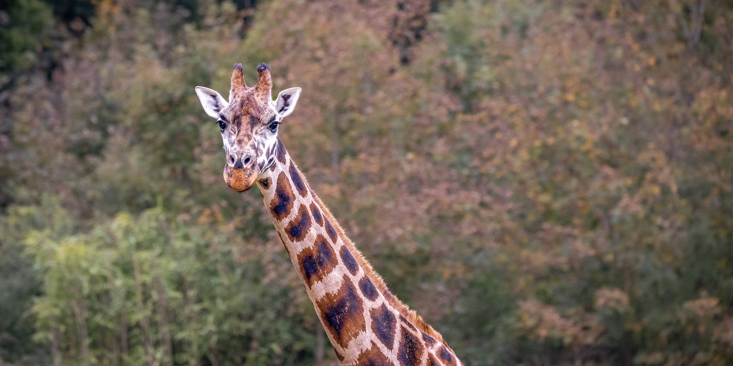Desktop Paignton Zoo Rothschild Giraffe