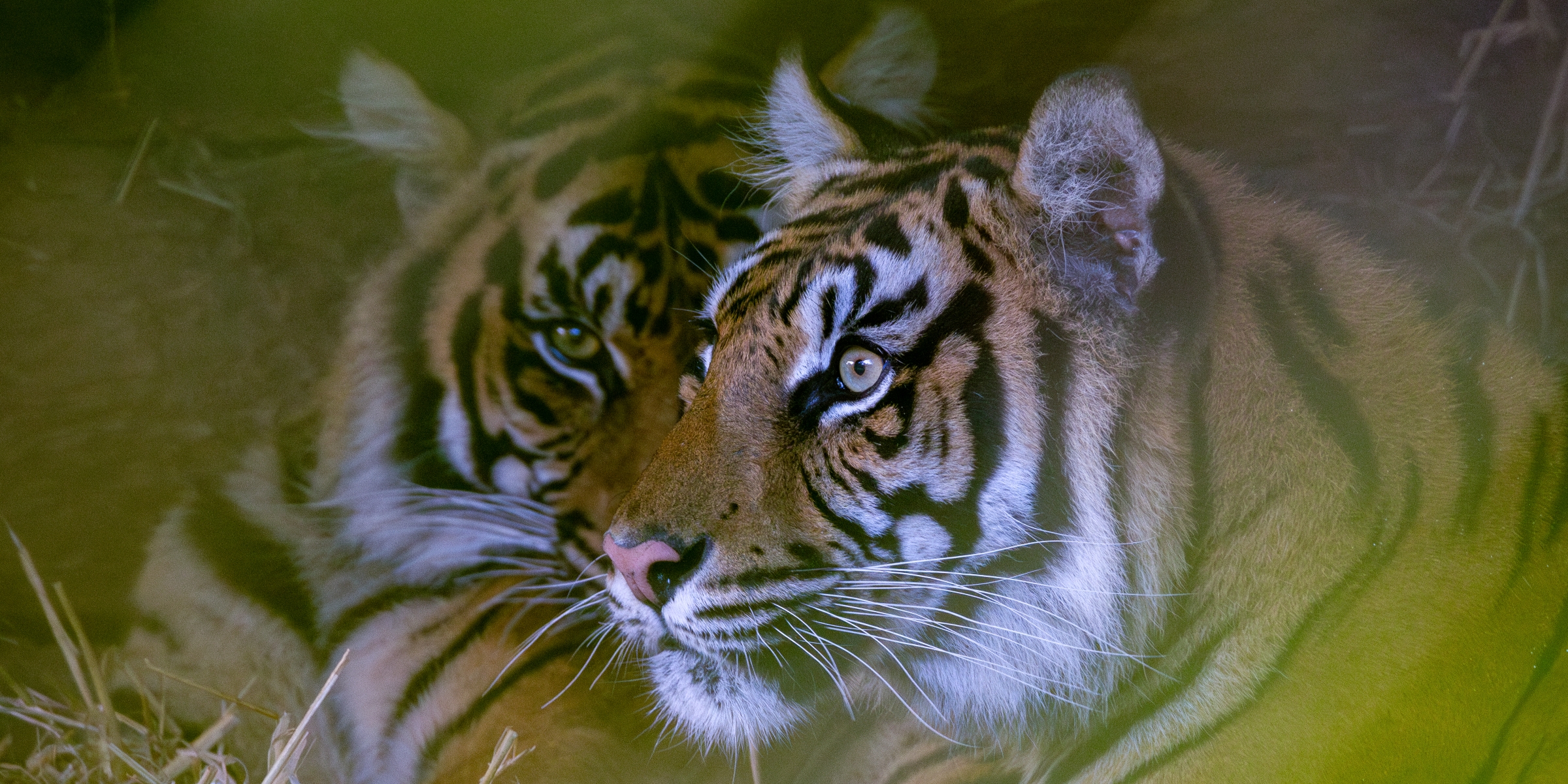 Desktop Paignton Zoo Visit Devon Attraction Family Days Out 2025 1