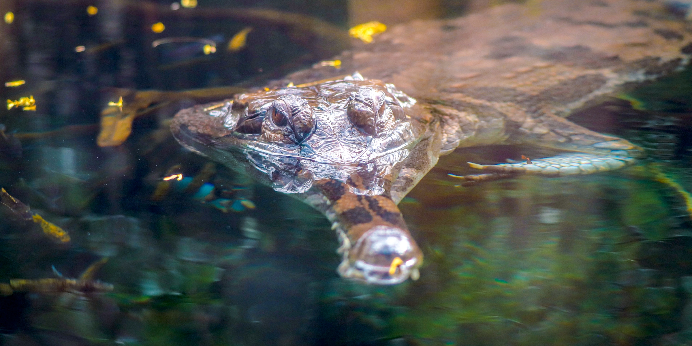 desktop paignton zoo sunda gharial slider