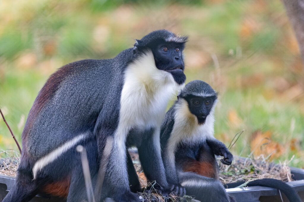 Diana monkey Akea with her baby Koidu. Akea had an ovarian tumour while pregnant and gave birth successfully thanks to the expertise of Paignton Zoo keepers and vets