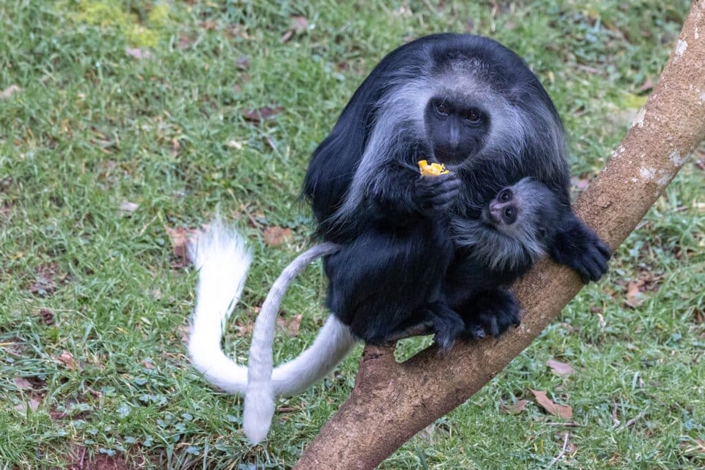 King colobus monkey mother Lola - daughter of Ivy - with her baby Limba who is now a lot darker-furred at nearly four months old