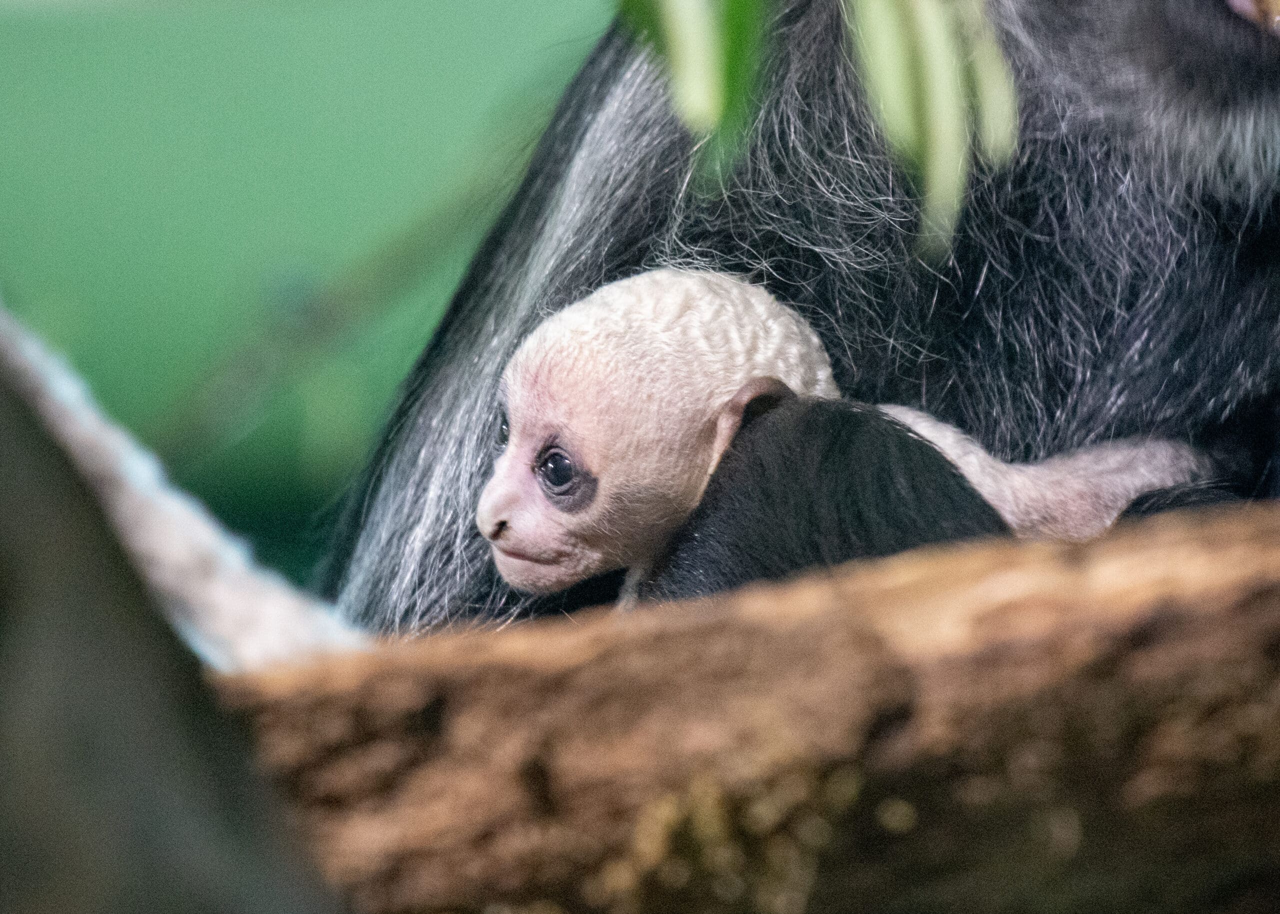 Double Baby Joy at Paignton Zoo as Second Rare White Monkey Born